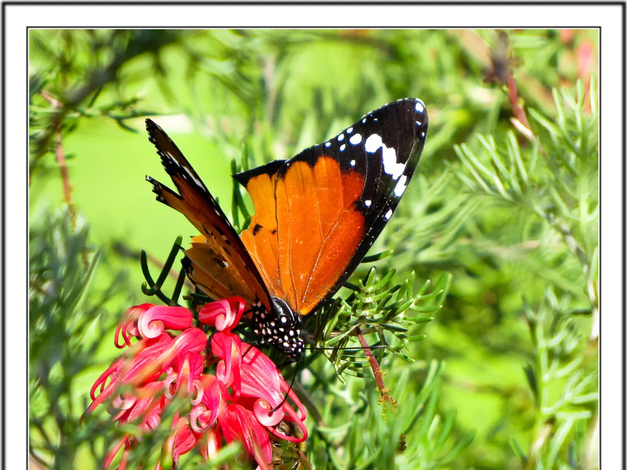 Vacationers observe monarch butterflies in the Monarch Butterfly Biosphere Reserve, located in...