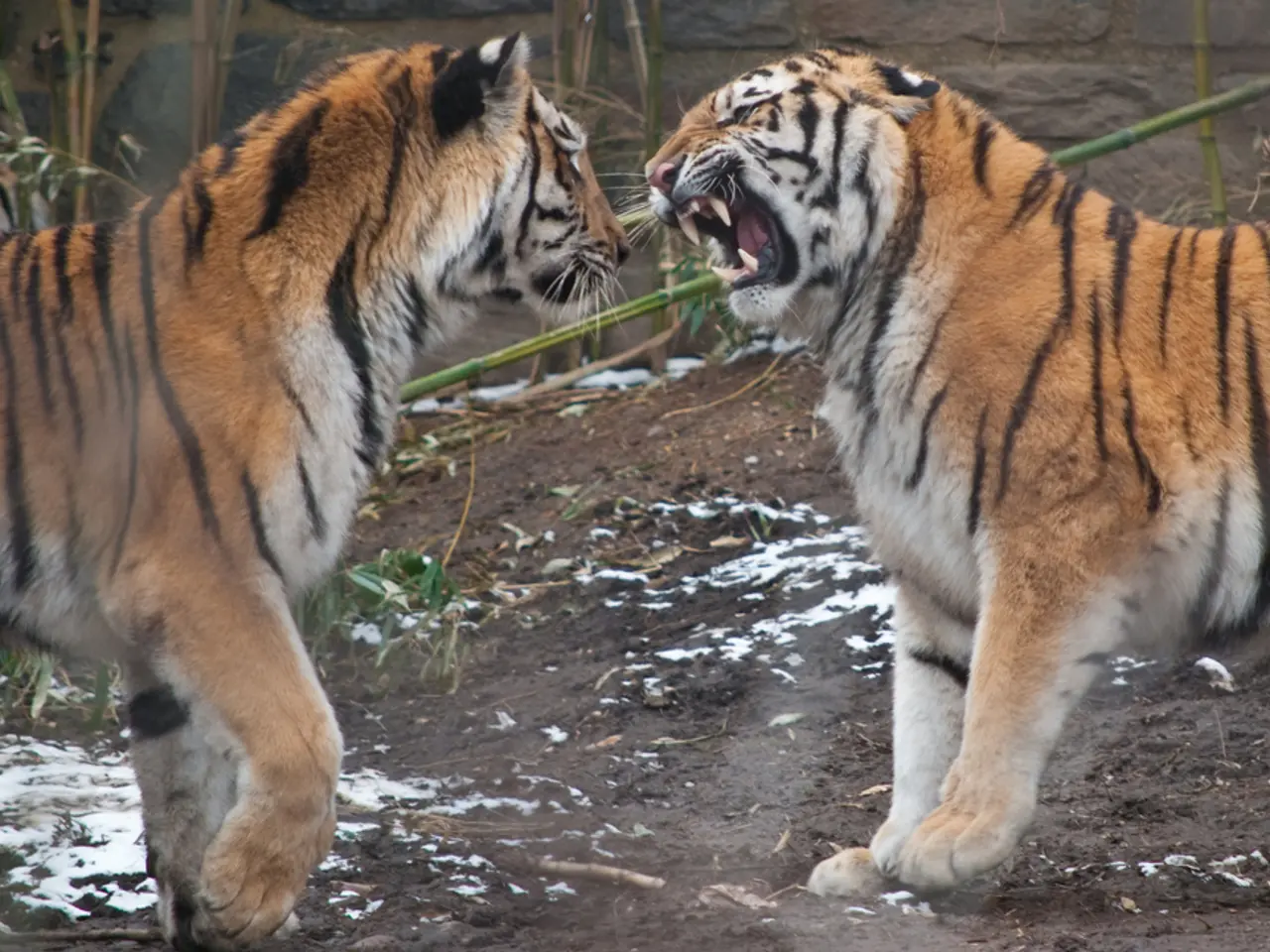 Stranded Travelers in Ranthambore Tiger Reserve Due to Canter Malfunction