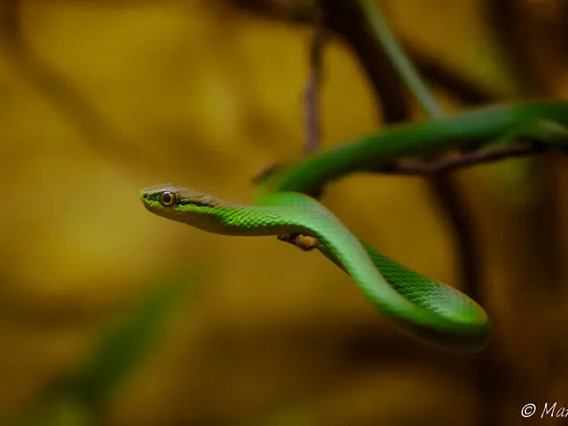 Snake dream symbolism and potential significances in your nocturnal visions (focusing on the green...