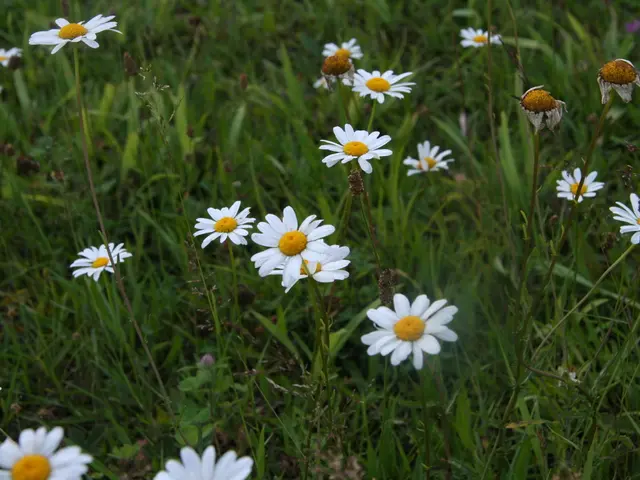 Embrace the Natural Summer Vibe with These Stunning Designs