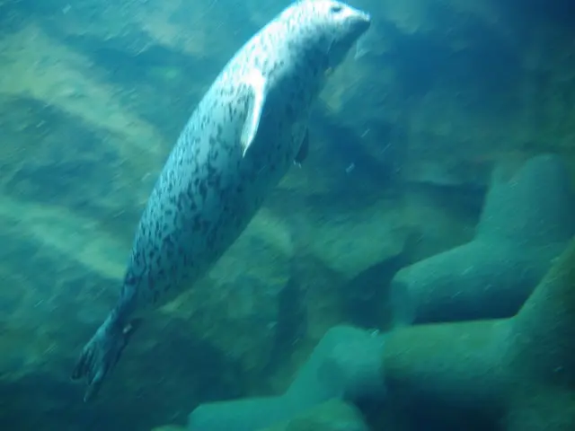 Jetty Located in Edithburgh