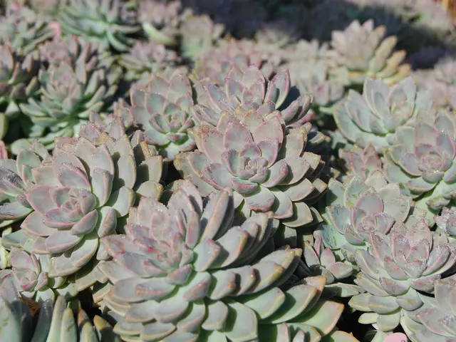 Succulent Plants Thriving in Enclosed Ecosystems: Advice from Professionals