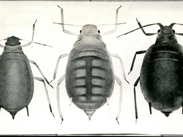 Valentine's Day Rehashed: Designate a Cockroach with Your Ex's Name at the Zoo, Witnessing Its...