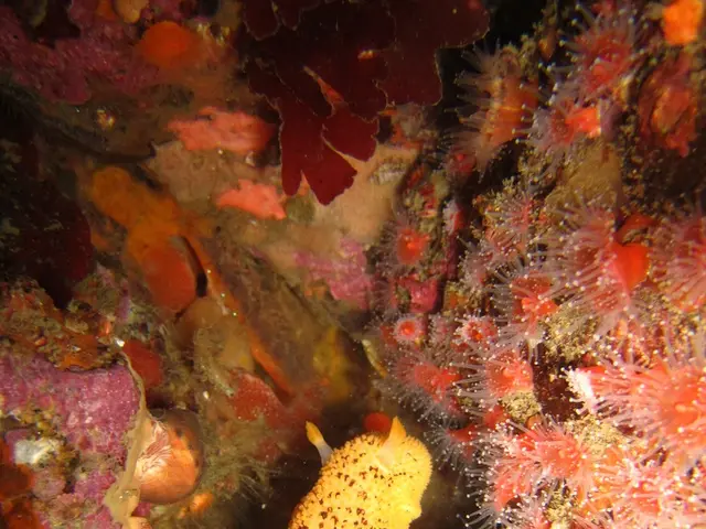 Discover the Most Lush Islands Existing Beyond Irish Shores