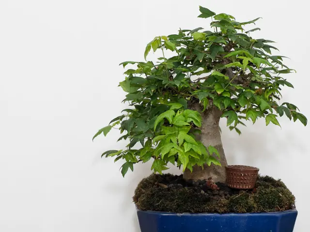 Bonsai Styles: An Overview of Cascade, Literati, and Other Varieties