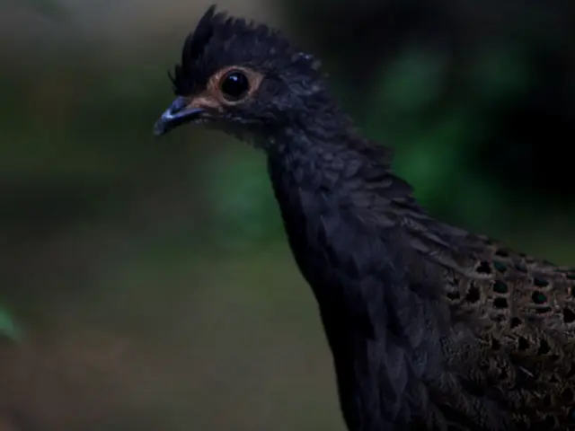 Top avian fare of 2025: Nourish the voracious birds' stomachs