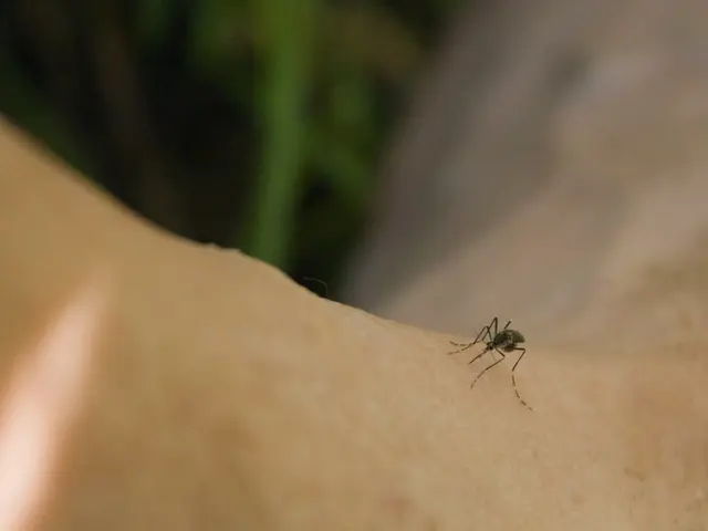Mosquitoes inflict bites! Discover 5 ways to minimize your appeal to them