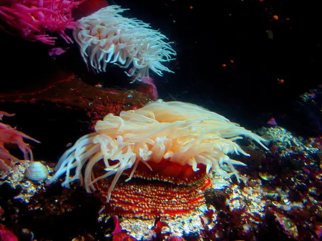 Gathering on Tuesdays, 'Raise the Reef' Links Lehigh with the Local Community