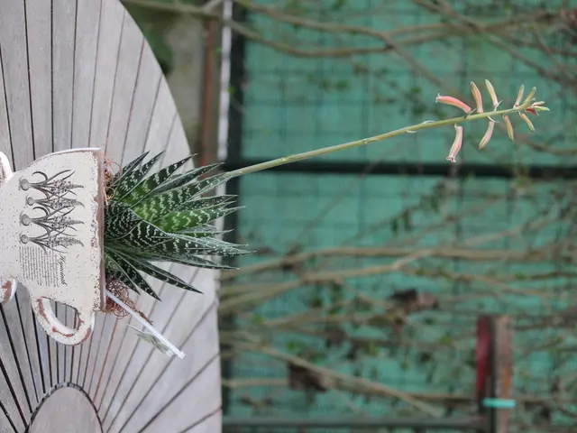 European Bonsai with a Natural Flair: Highlighting the Abundance of Natural Aesthetics and Trends