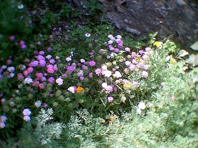 Blooming style reinvention: explores the location revitalizing chrysanthemums as a trendy flower...