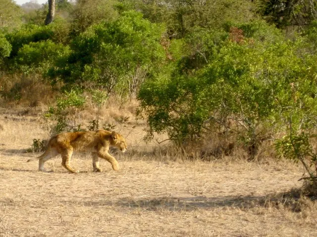 Navigating Tourism Among Tiger Families in India on International Tiger Day 2025