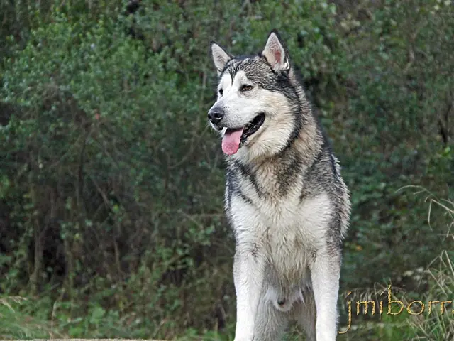 Exploring the Wolf: Deciphering Its Symbolic Implications