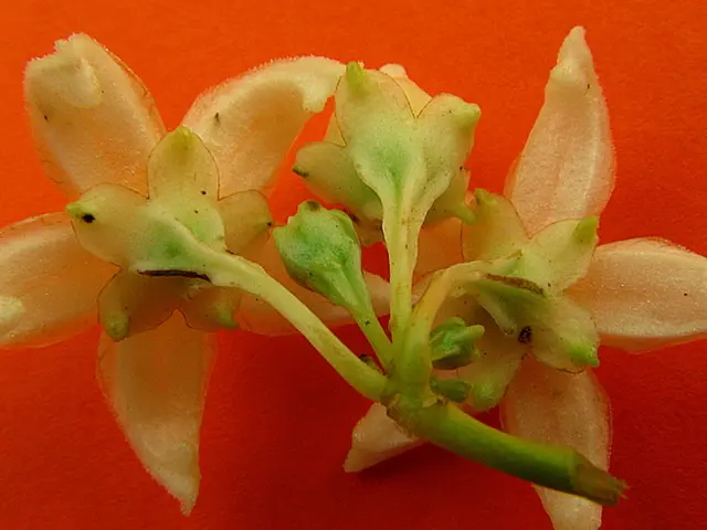 Vibrant Yearly Blossoms with White Petals for a Distinctive and Noble Backyard