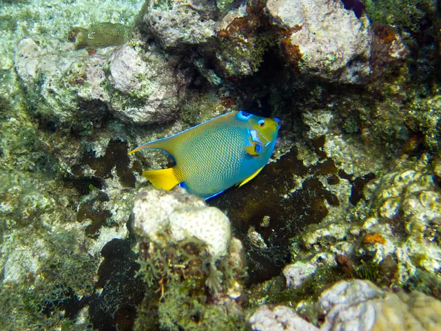 Kubbar Island showcases environmental tourism potential amid escalating heat levels