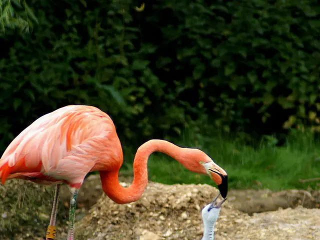 Exploration of Orange-feathered Aviators in the Wild: Delve into the Vibrant Habitat of Orange...