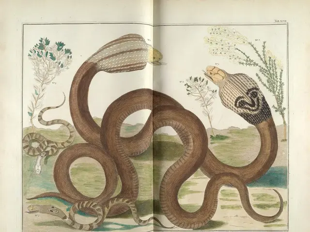 Animal of substantial size, measuring two meters, found spread across Mallorca