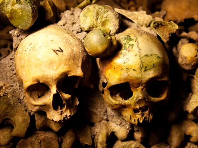 Ancient skull with peculiar contour discovered in an Italian cavern, dated to 12,500 years ago,...