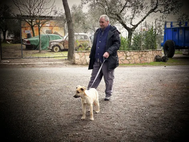 Top-tier dog pulling harnesses for 2025