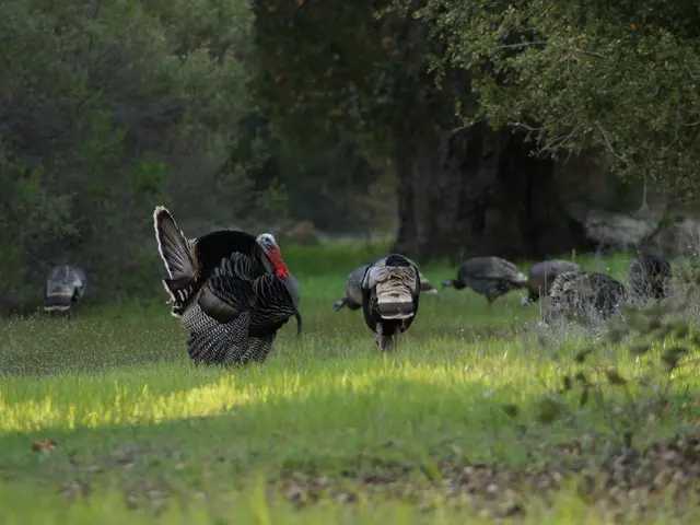 Explore Turkey's Spectacular Mountain Ascents, Broken Down by Region