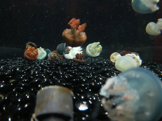 Top Diving Sites in Milos Categorized by Type: Caves, Wrecks, Reefs, Plus More Amazing Spots