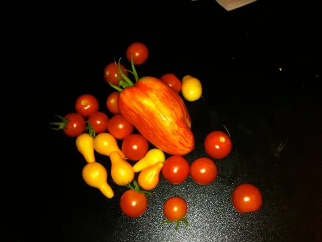Workers from Thailand replace their Cambodian counterparts during the longan harvest in the region...