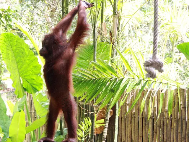 Orangutan Conservation - Food Choices to Cross-Country Mobility