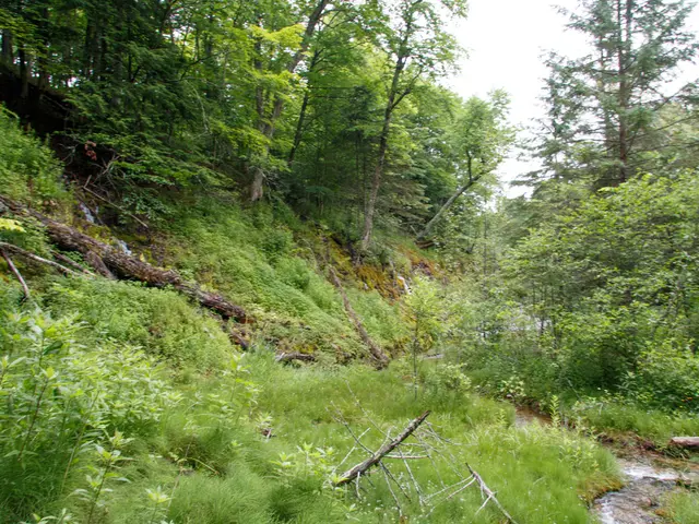 In the image the whole land is covered with plants and trees all over the place and above its sky.