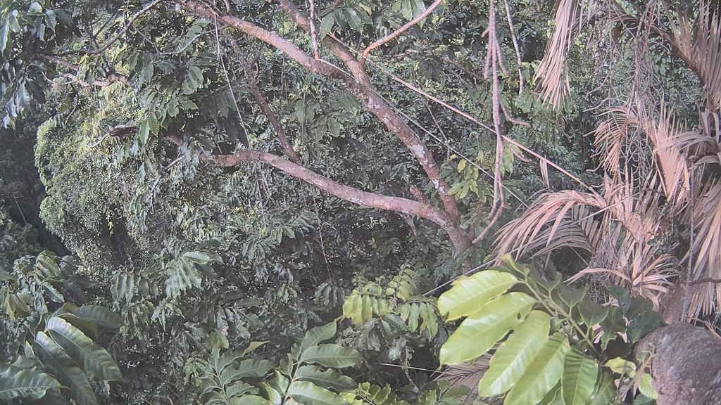 Palm Oil: Assessing Its Potential Health Risks and Benefits